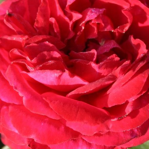 Piros - Rózsa - Birthe Kjaer - Online rózsa vásárlás